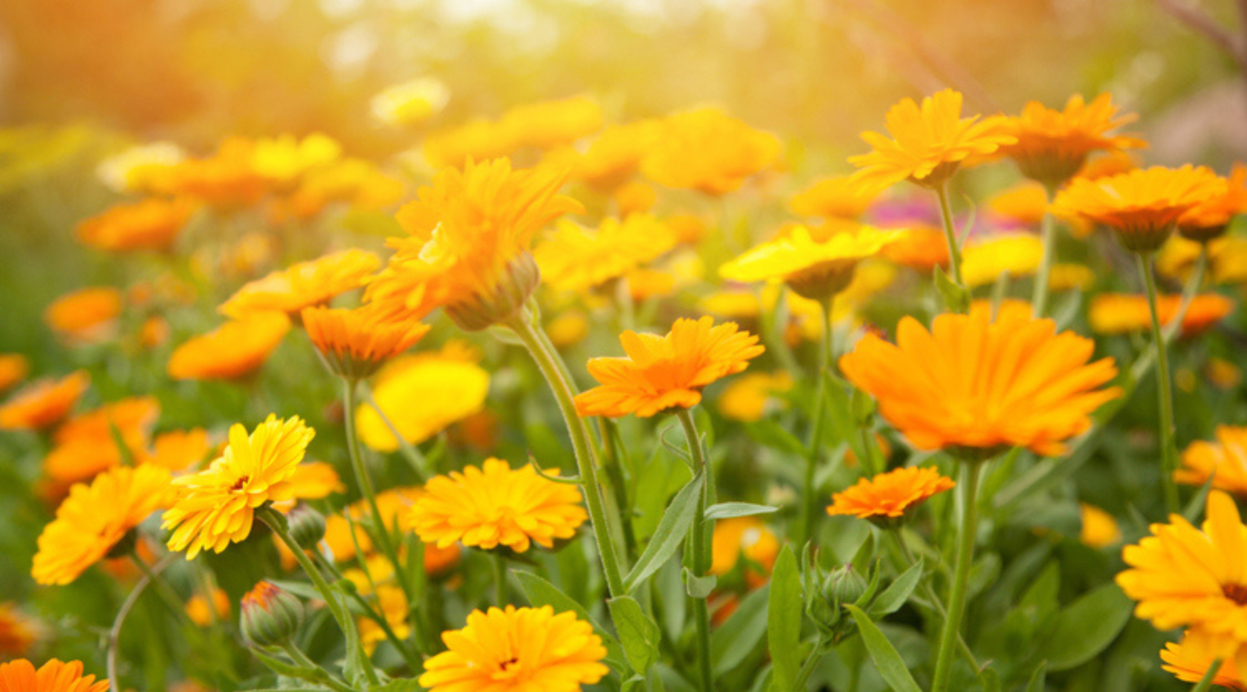 Spring Skincare Tips